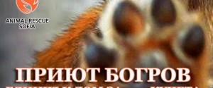 Animal Rescue Sofia събира средства за нов приют за бездомни кучета
